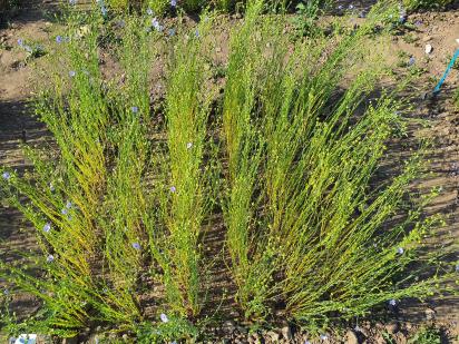 Click for 8 image(s) for this accession.